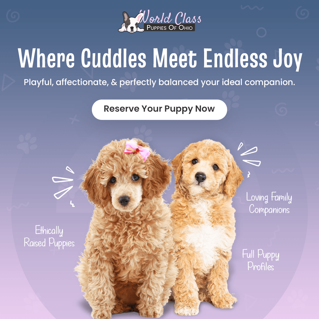 Two fluffy poodle puppies
