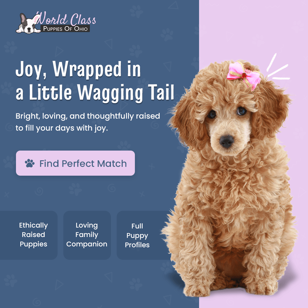 Apricot poodle puppy portrait